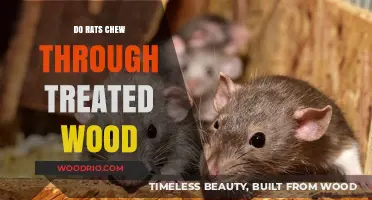 Can Rats Chew Through Treated Wood? Facts and Myths Debunked