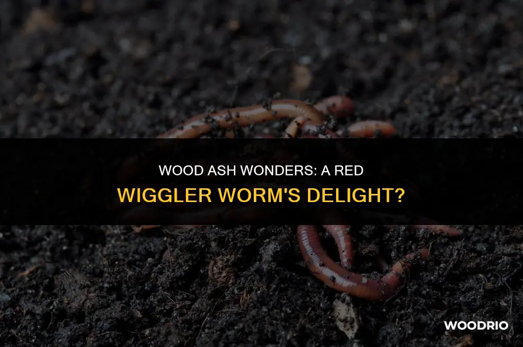 do red wiggler worms like wood ash