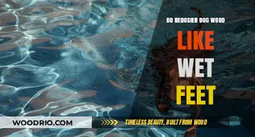 Exploring Canine Preferences: Do Redbone Dogs Enjoy Wet Feet?