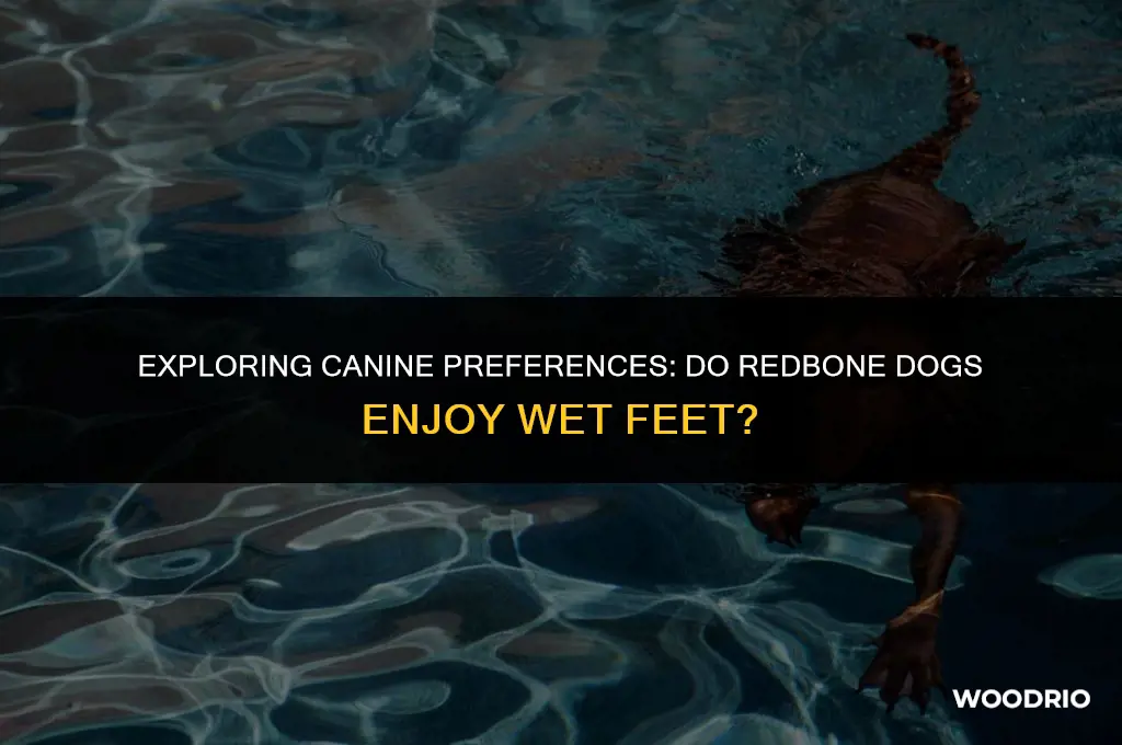 do redosier dog wood like wet feet