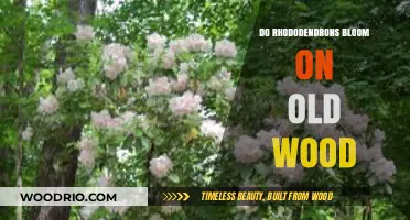 Do Rhododendrons Bloom on Old Wood? Uncovering the Truth