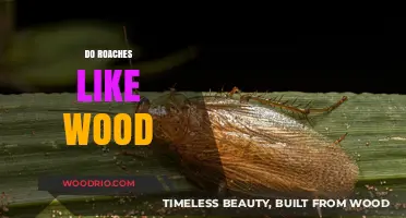 Exploring Roach Preferences: Do These Critters Really Like Wood?