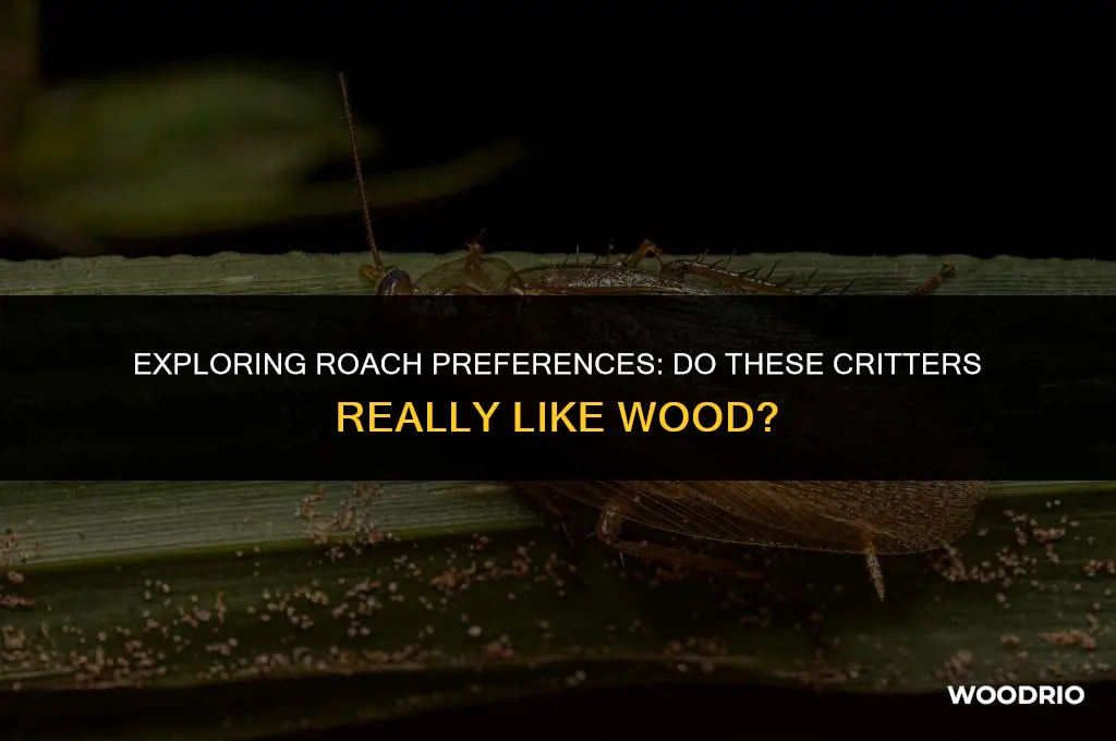 do roaches like wood