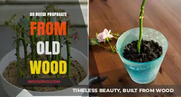 Can Roses Propagate from Old Wood? A Comprehensive Guide