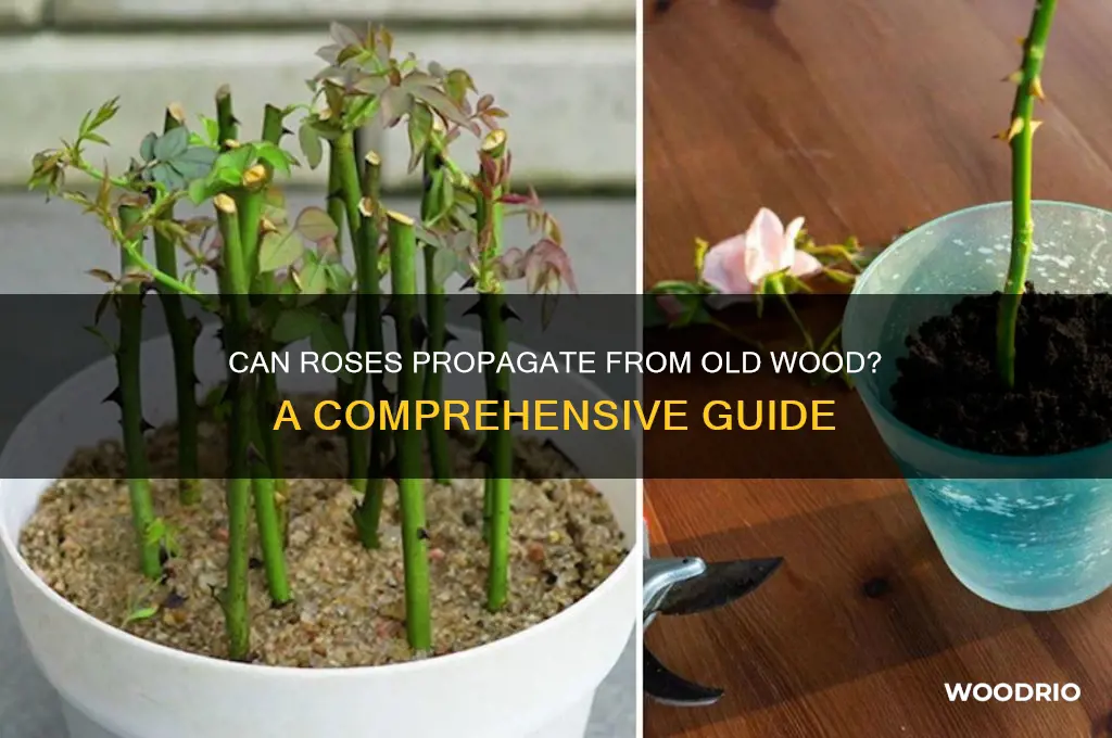 do roese propagate from old wood