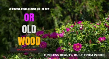 Rogusa Roses: Blooming on New or Old Wood?