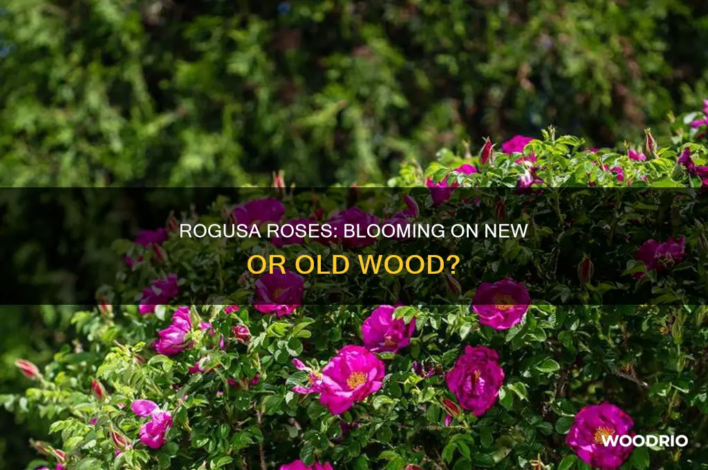 do rogusa roses flower on the new or old wood