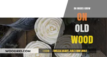 Do Roses Grow on Old Wood? Unveiling the Truth About Rose Growth