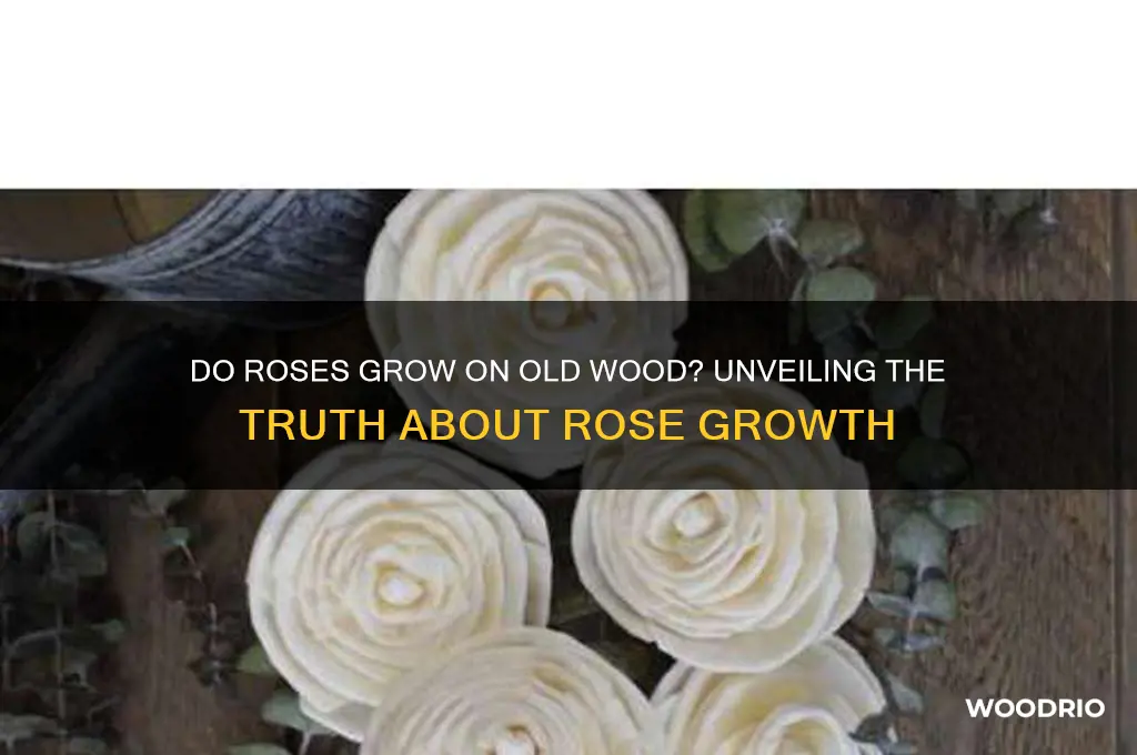 do roses grow on old wood