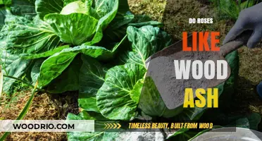 Nurturing Roses: The Surprising Benefits of Wood Ash in Your Garden