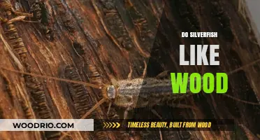 Unveiling the Truth: Silverfish and Their Wooden Preferences