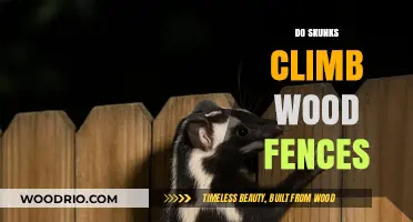 Can Skunks Climb Wood Fences? Understanding Their Climbing Abilities