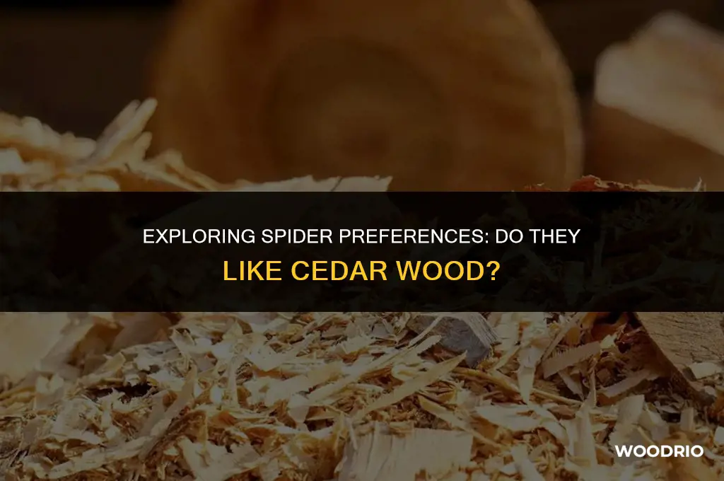 do spiders like cedar wood