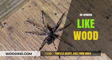 Exploring Arachnids' Affinity for Wood: A Spider's Habitat Preference