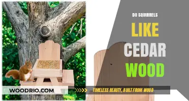 Exploring Squirrel Preferences: Cedar Wood Edition