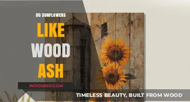 Sunflowers and Wood Ash: A Match Made in Garden Heaven?
