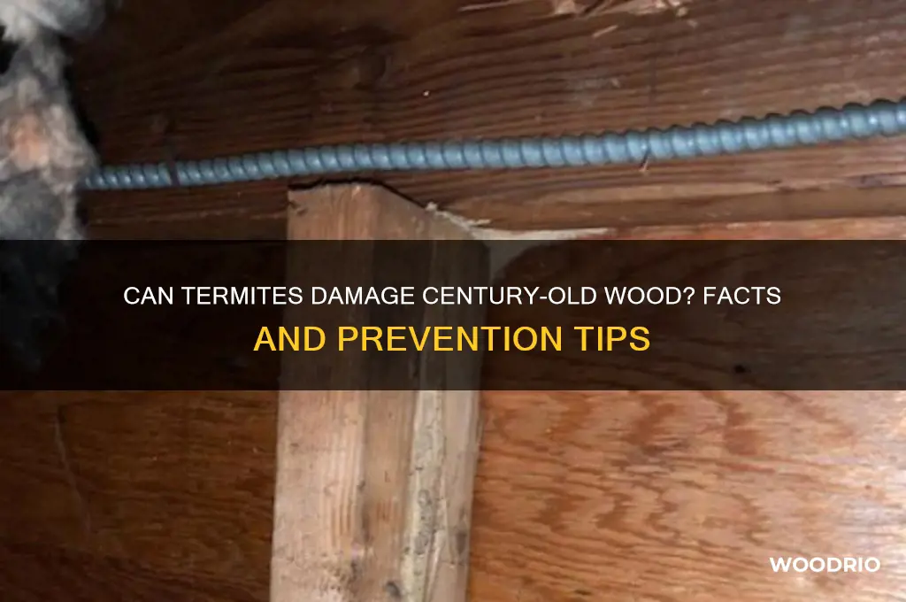 do termites eat 100 year old wood