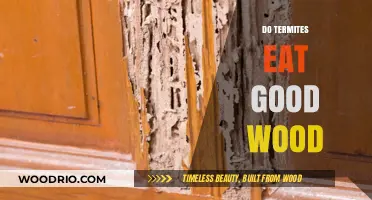 Termites' Wood Diet: Separating Fact from Fiction