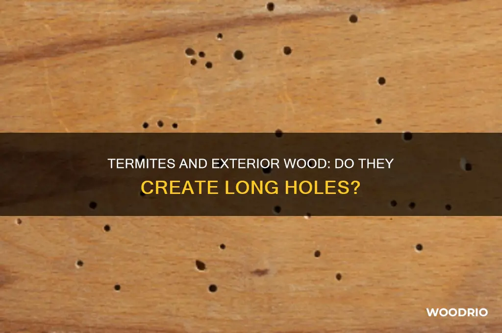 do termites eat long exterior holes in wood