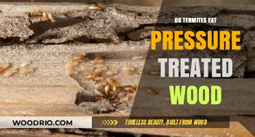 Termite Resistance: The Truth About Pressure-Treated Wood