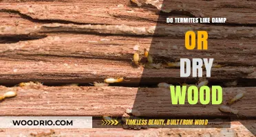 Termite Preferences: Damp vs. Dry Wood - Which Do They Favor?