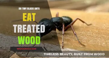 Do Tiny Black Ants Feast on Treated Wood? An In-Depth Look