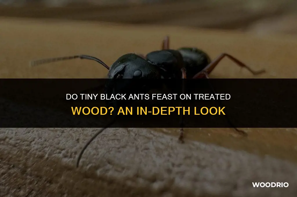 do tiny black ants eat treated wood