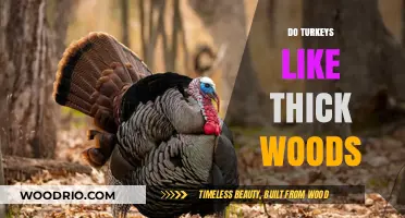 Exploring Turkey Habitat Preferences: A Thick Woods Dilemma