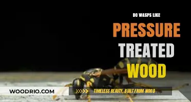 Exploring Wasp Preferences: Pressure Treated Wood Edition