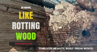The Sweet Spot: Wasps' Affinity for Rotting Wood Explained