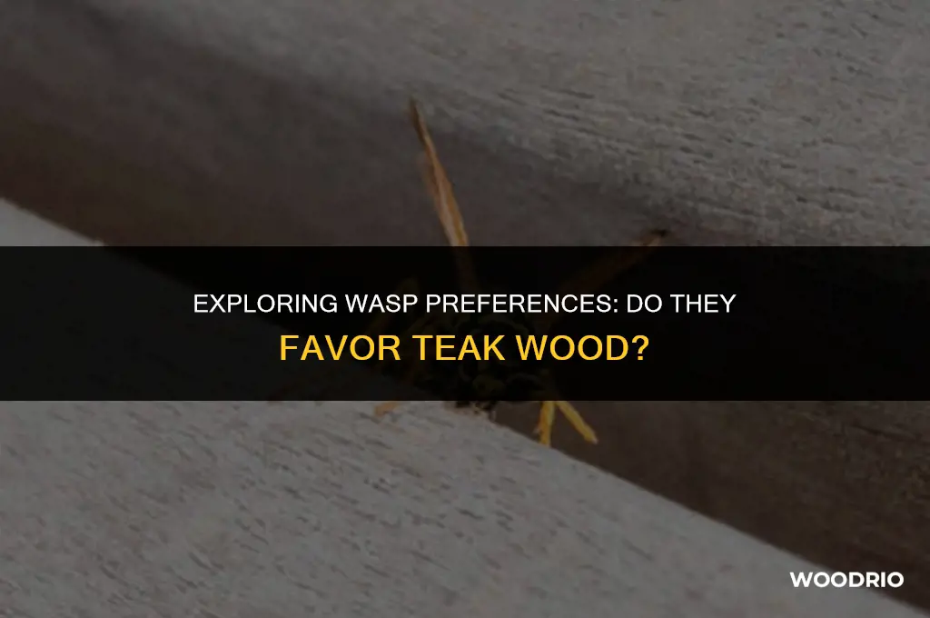 do wasps like teak wood