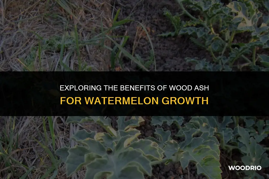 do watermelons like wood ash