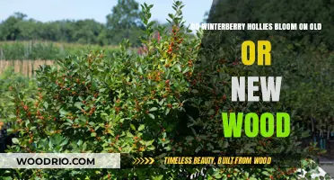 Winterberry Hollies: Blooming on Old or New Wood Explained
