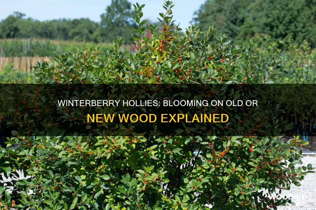do winterberry hollies bloom on old or new wood