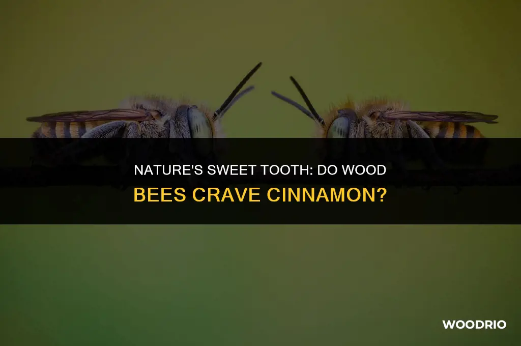 do wood bees like cinnomom