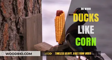 Exploring Wood Ducks' Diets: A Love for Corn?