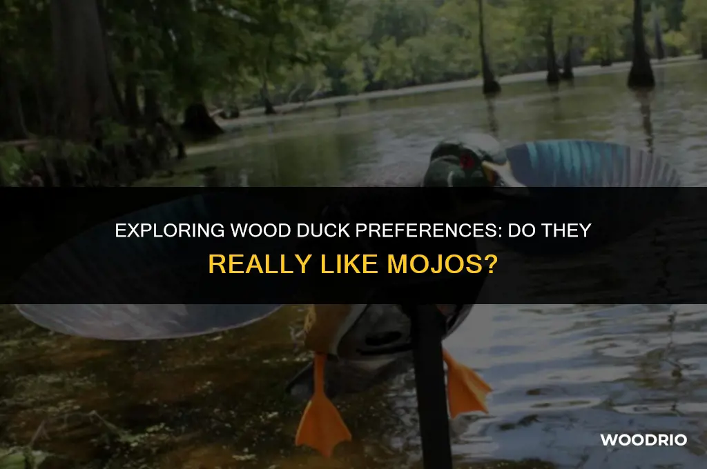 do wood ducks like mojos