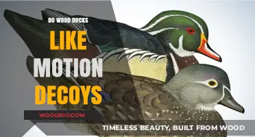 Motion Decoys: A Game-Changer for Attracting Wood Ducks?