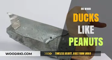 Wood Ducks and Peanuts: A Surprising Snack Preference