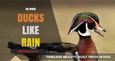 Wood Ducks and Rain: A Match Made in Heaven?