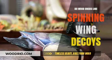 Wood Ducks and Spinning Wing Decoys: A Match Made in Heaven?