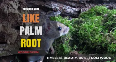 Exploring Wood Mice Preferences: A Look at Palm Root Attraction