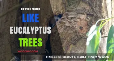 Woodpeckers' Affinity for Eucalyptus Trees: A Closer Look