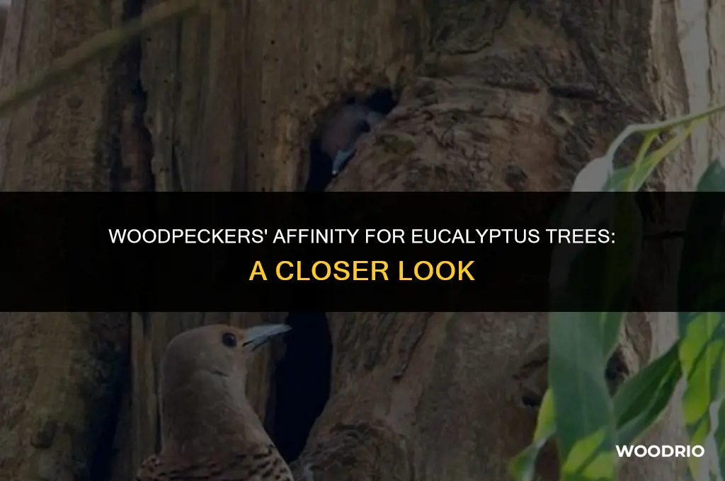 do wood pecker like eucalyptus trees