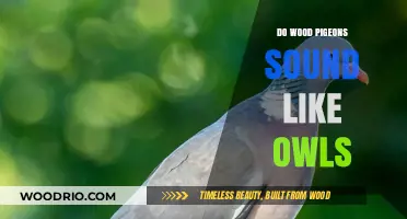Do Wood Pigeons Sound Like Owls? An Auditory Comparison