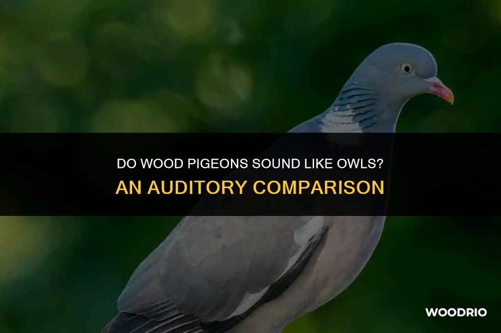 do wood pigeons sound like owls