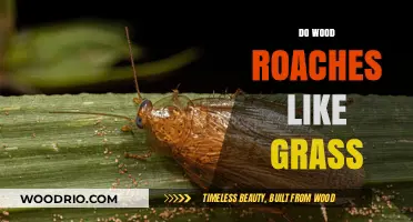 Exploring the Habitat Preferences of Wood Roaches: A Guide