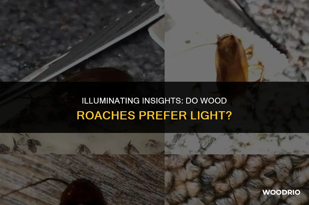 do wood roaches like light
