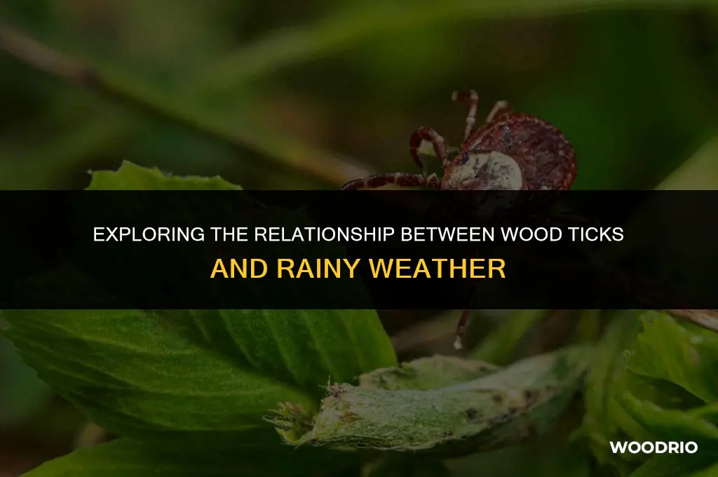 do wood ticks like rain