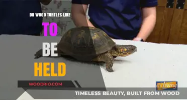 Exploring Wood Turtles' Preferences: Do They Enjoy Being Held?
